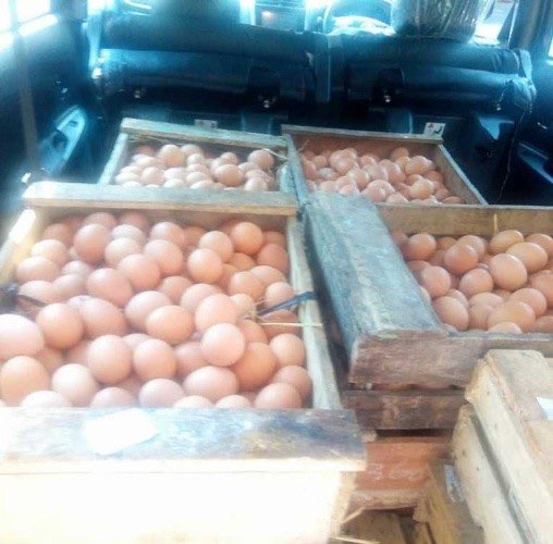 Butuh Suplier Telur Ayam 
