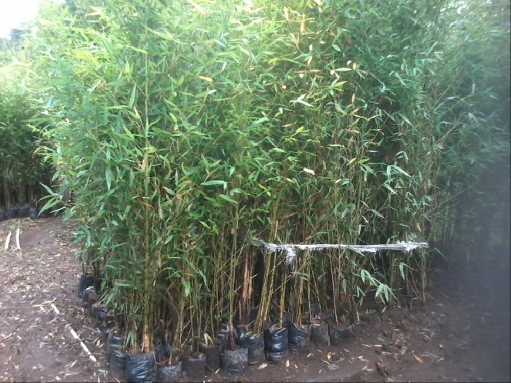 BUTUH BIBIT BAMBU CENDANI