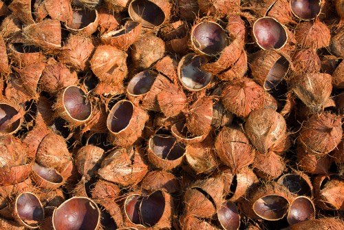 Mencari Batok Tempurung Kelapa