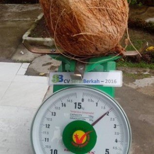 Butuh Kelapa Tua Kontinue