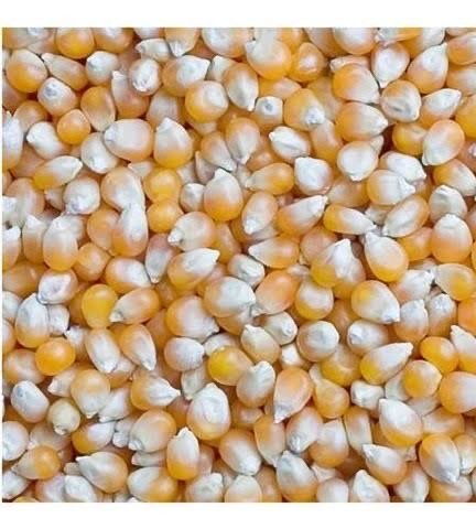Jagung pipil KA 12-14%
