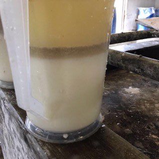 Tepung sagu basah
