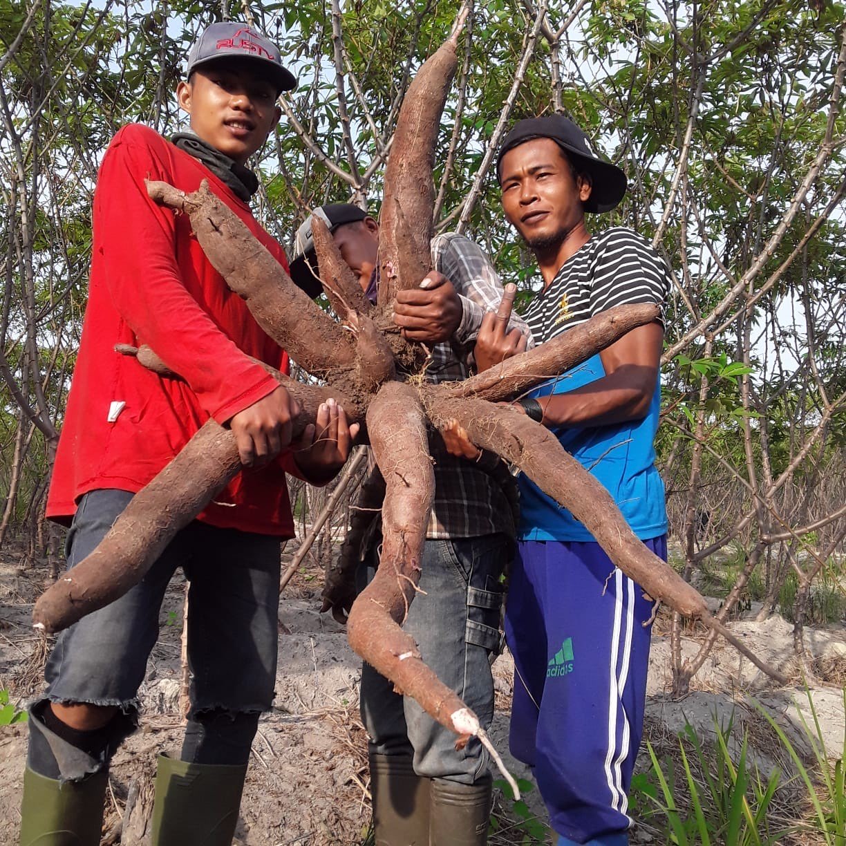 PANEN SINGKONG