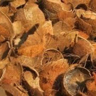 Butuh Segera Batok Kelapa