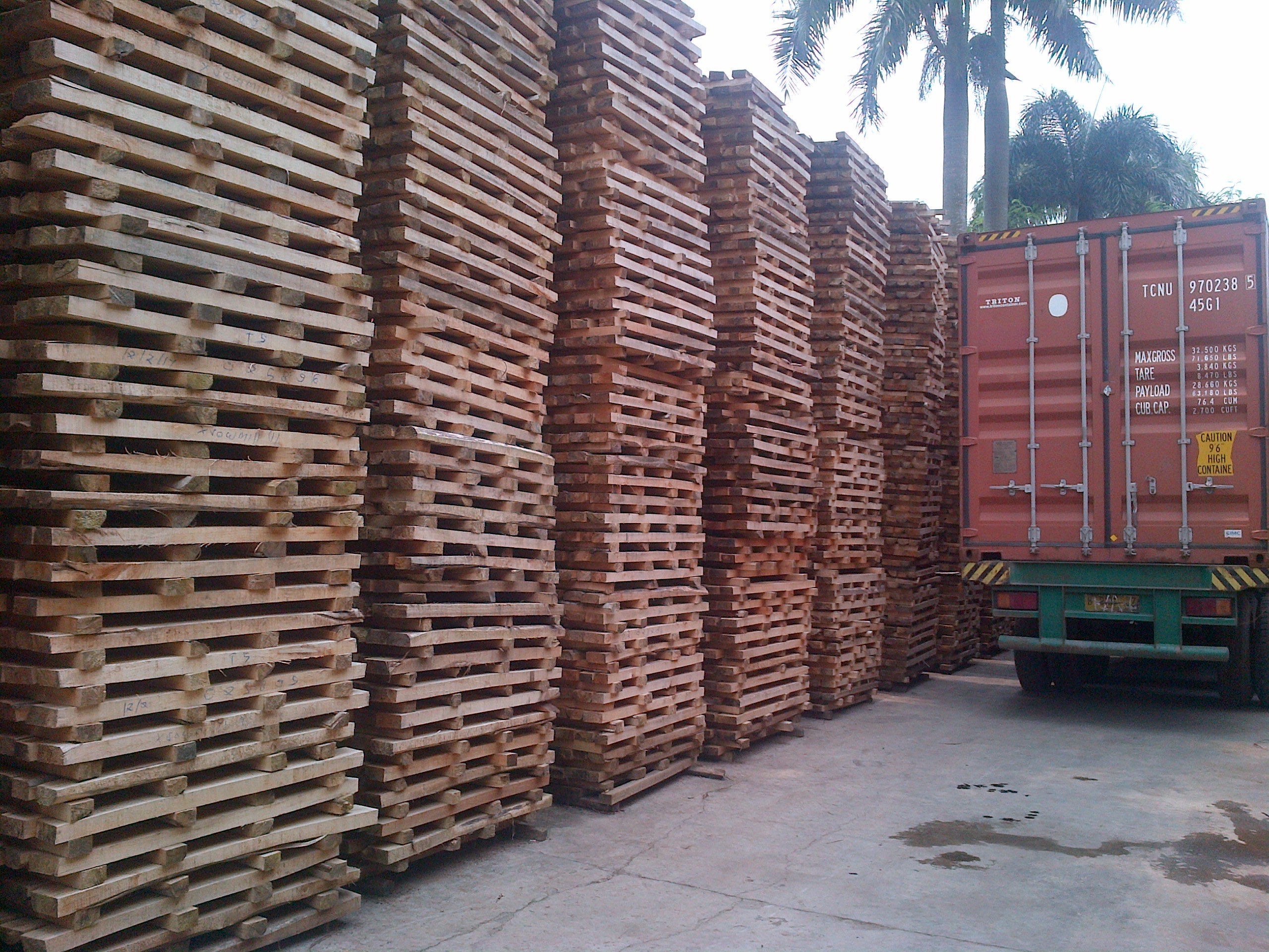 Kayu Sengon - jenjeng