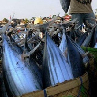 Butuh Supplier Ikan Laut