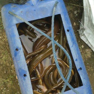 Dibeli belut& dibeli ikan gabus kutuk,krm ke jogja & sidoarjo