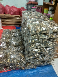 Kulit ikan patin