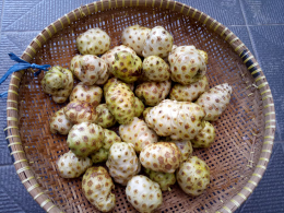 DICARI BUAH MENGKUDU FRESH 1 MINGGU BISA 1-2 TON