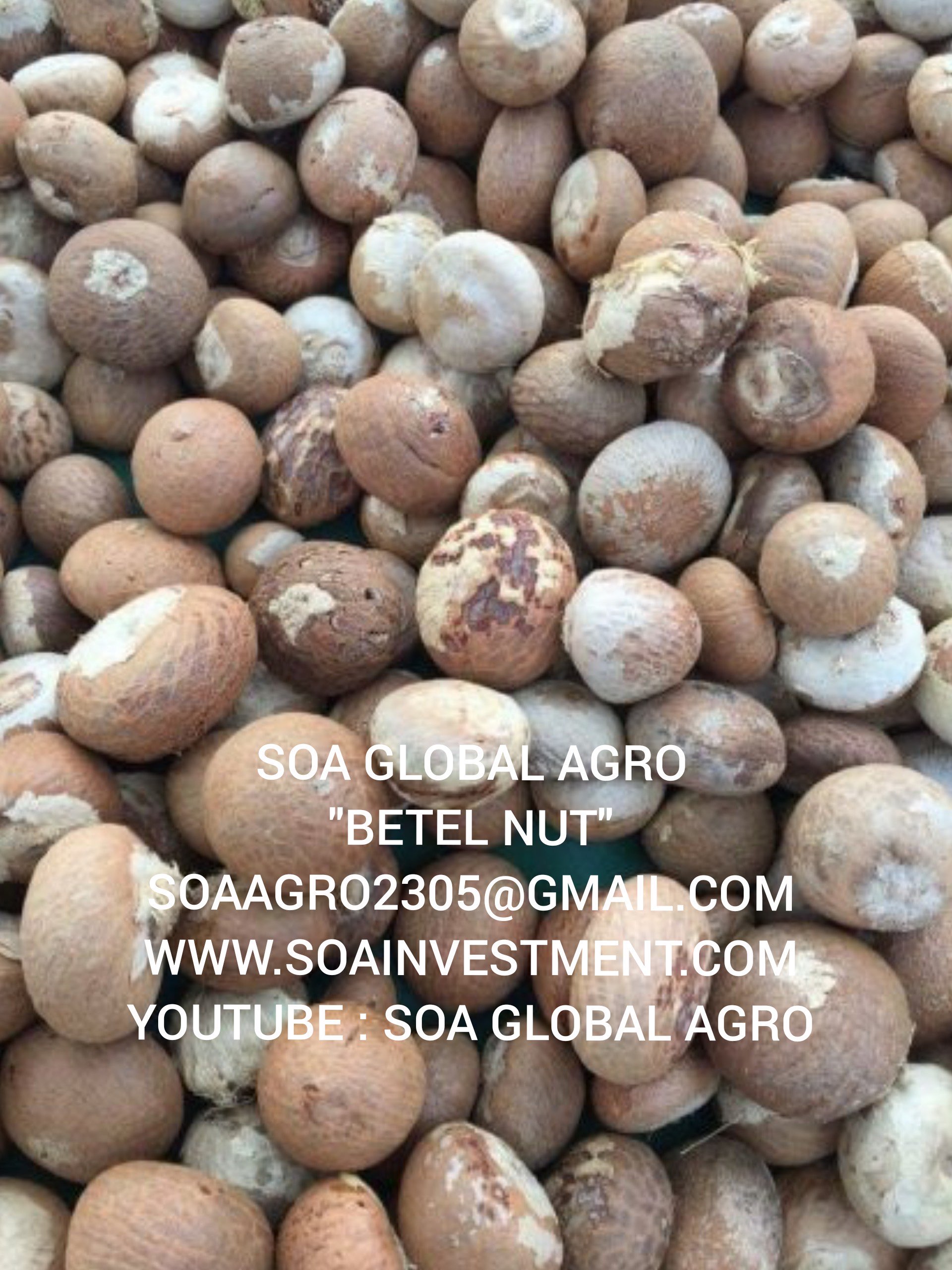Dicari: Betel Nut ( Pinang )