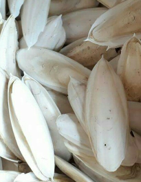 Dibutuhkan tulang sotong kering size 15 cm up sudah kupas kulit ari