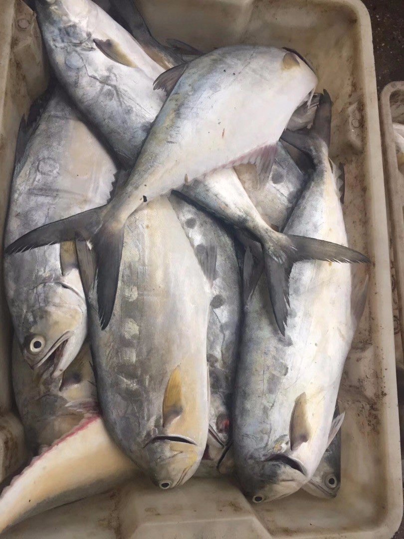 Dicari Ikan Talang Talang