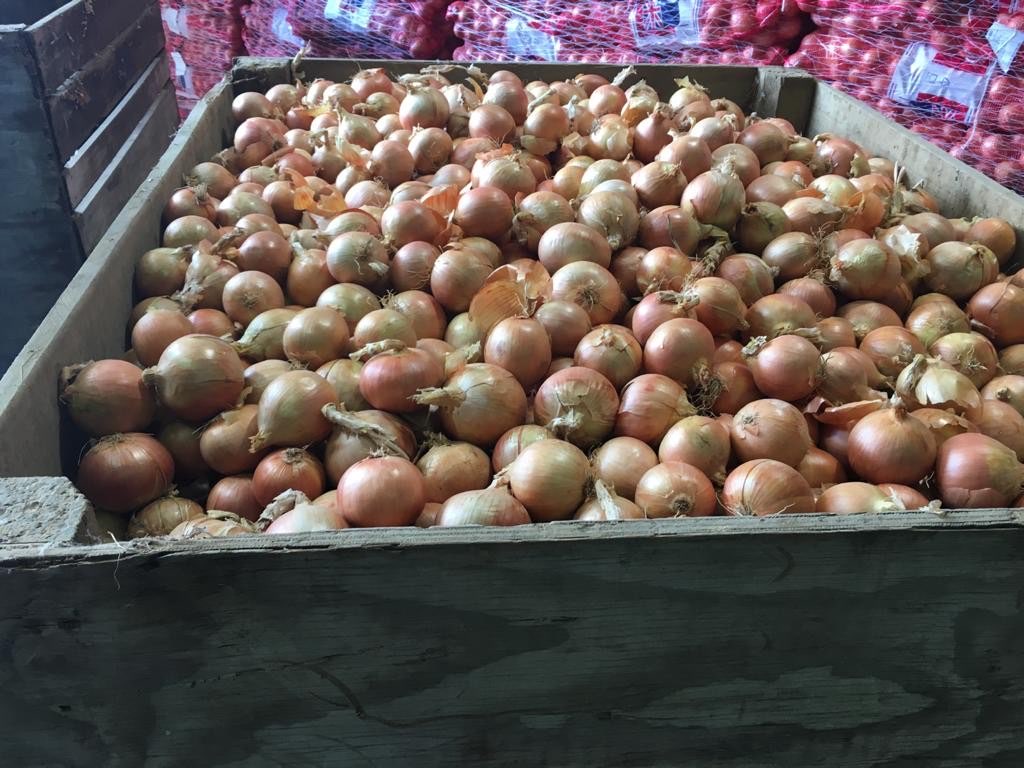 BAWANG BOMBAI / PUTIH