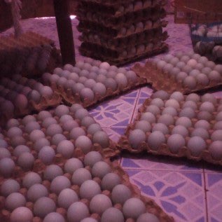 Cari suplier telur Bebek