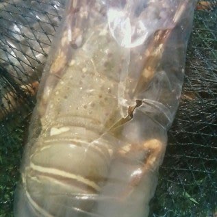 BELI LOBSTER LAUT Sebanyak-banyaknya