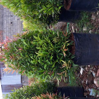 Jual pohon pucuk merah