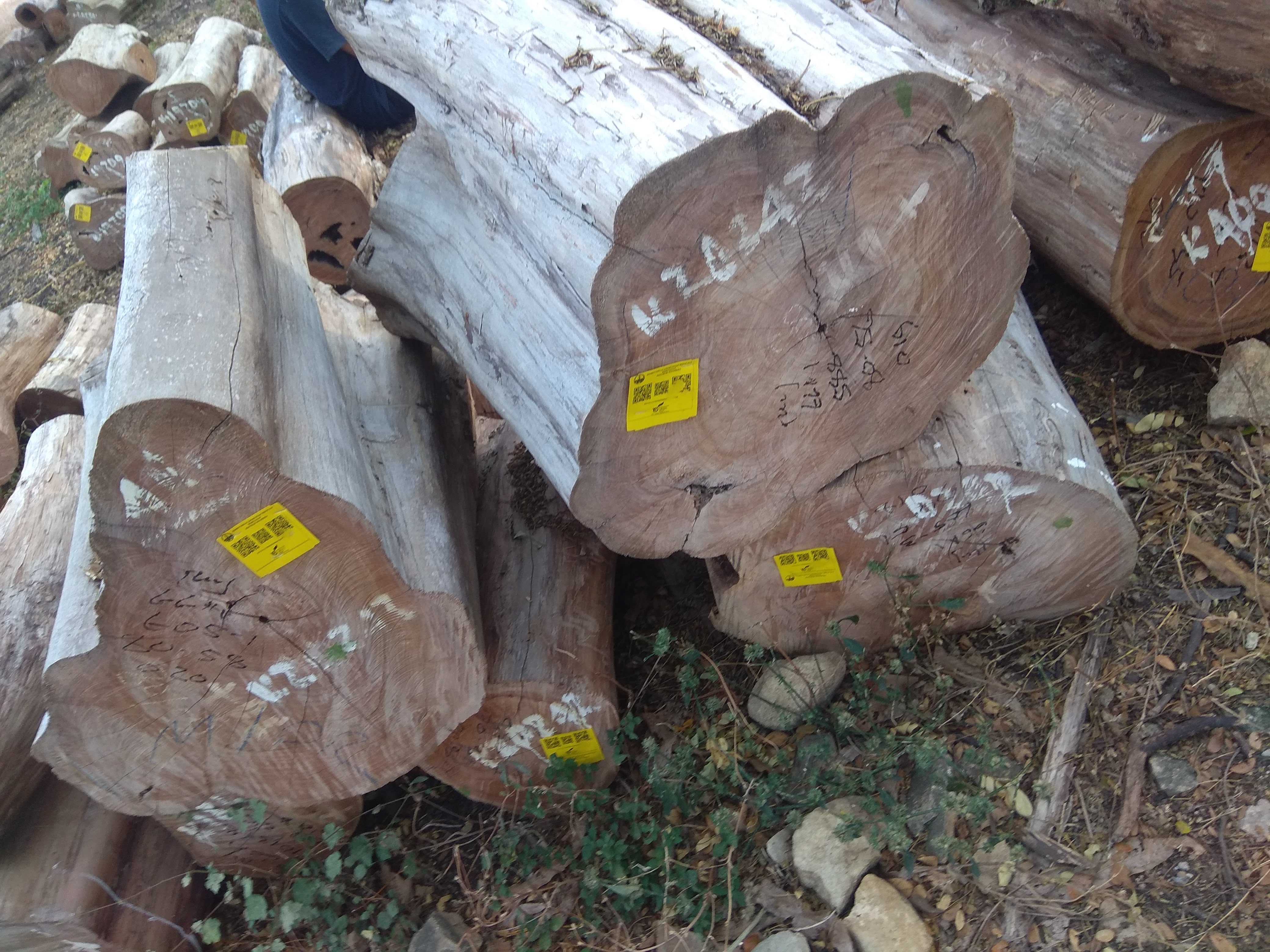 Kayu jati perhutani