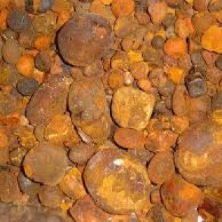 Batu Empedu Sapi/Lembu