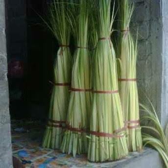 BUTUH JANUR KUNING