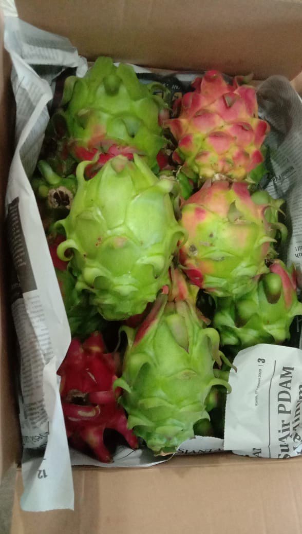 Permintaan buah naga merah