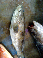 Kerapu Mosso/Balong, Kakap Merah, Jenaha, Bawal Hitam