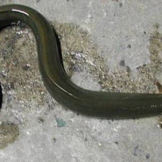 Yang Punya Ikan Sidat Ukuran Besar
