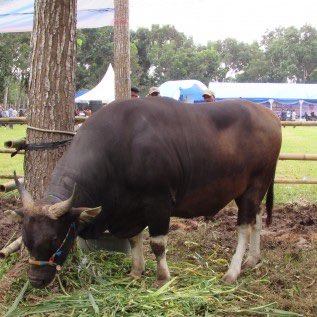 Beli Bakalan Sapi Bali / Lemosin 