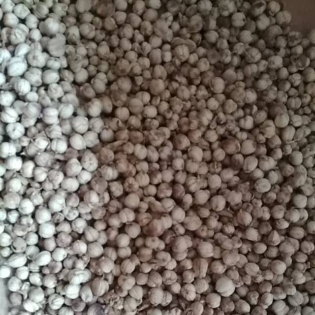 BUTUH KAPULAGA KERING KA 20%