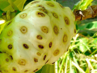 Buah Mengkudu (pace)