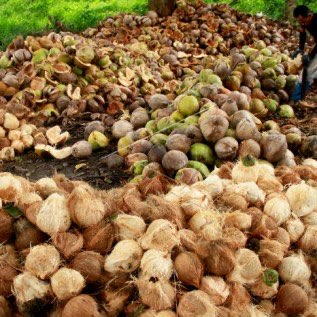 Kelapa Tua gelondongan