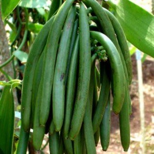 Dibutuhkan vanili basah jenis planifolia 