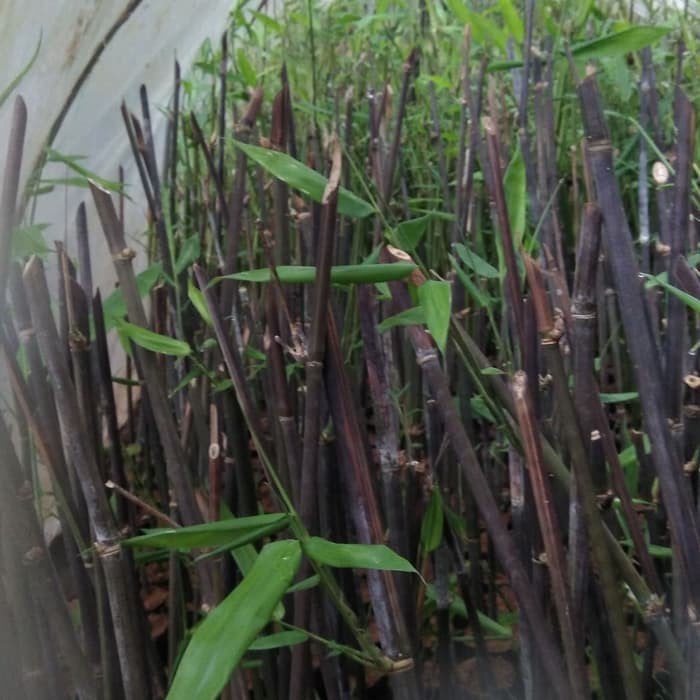 BUTUH BIBIT BAMBU WULUNG