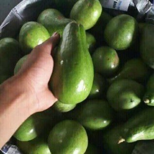 Butuh buah buahan grade super