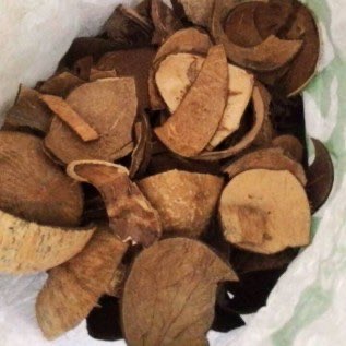 Tempurung Kelapa