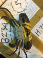 Kepiting bakau hidup