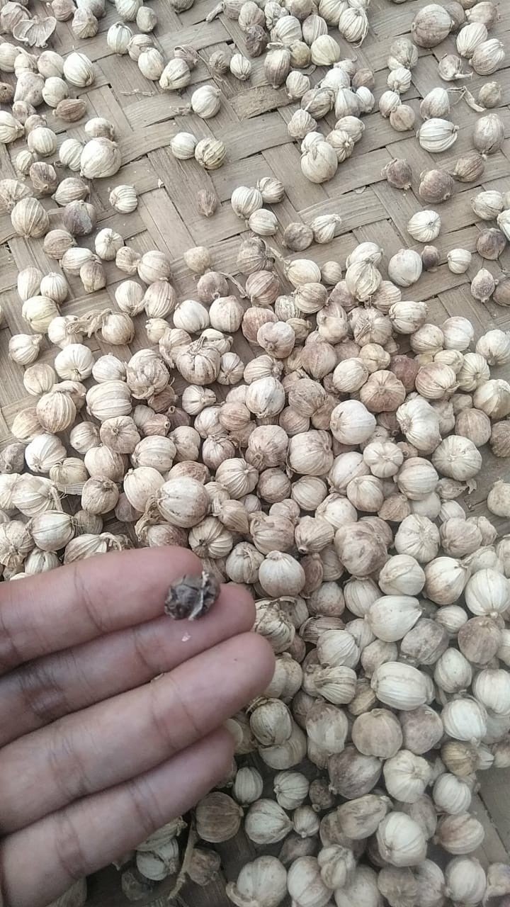 Beli Kapulaga Kering