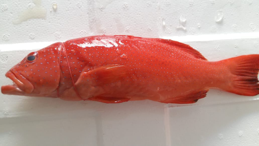 Beli Kerapu Sunu Fresh