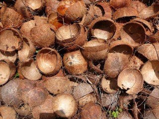 Dicari Batok Kelapa 