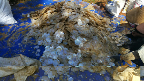 kulit kerang simping
