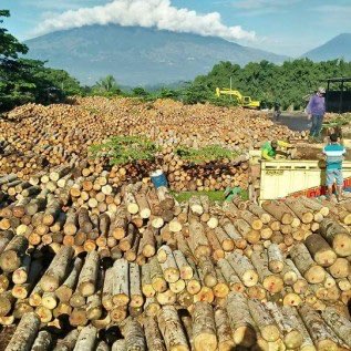 KAYU LOG SENGON /ALBASIA & JABON