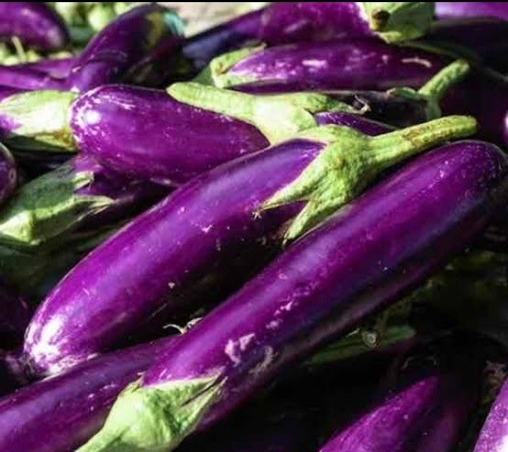 Dicari supplier terong ungu untuk pasar induk kramat jati