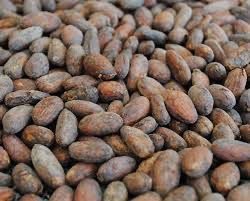 Pembelian Biji Coklat/Biji Kakao Agro Cita Mandiri