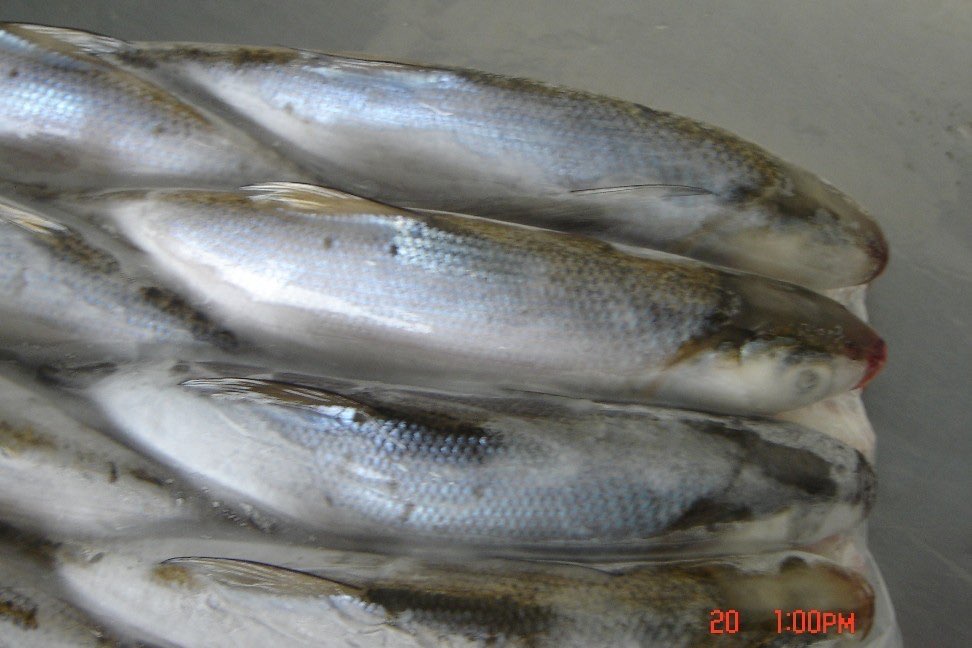 Dicari Bandeng Fresh atau Bekuan