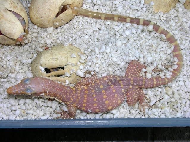 Dicari Kura-Kura Putih dan Biawak Putih (Albino)
