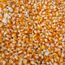 JAGUNG PIPILAN