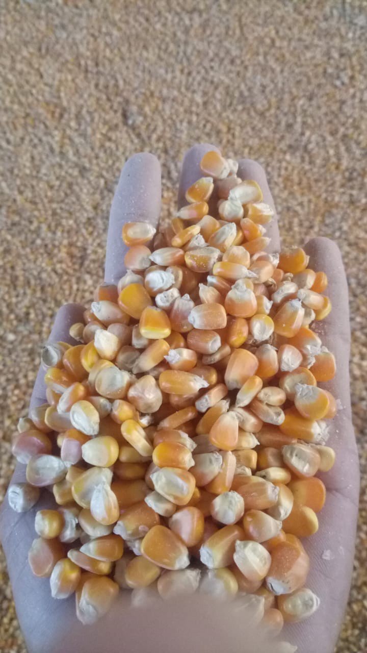 Di butuhkan jagung jumlah besar