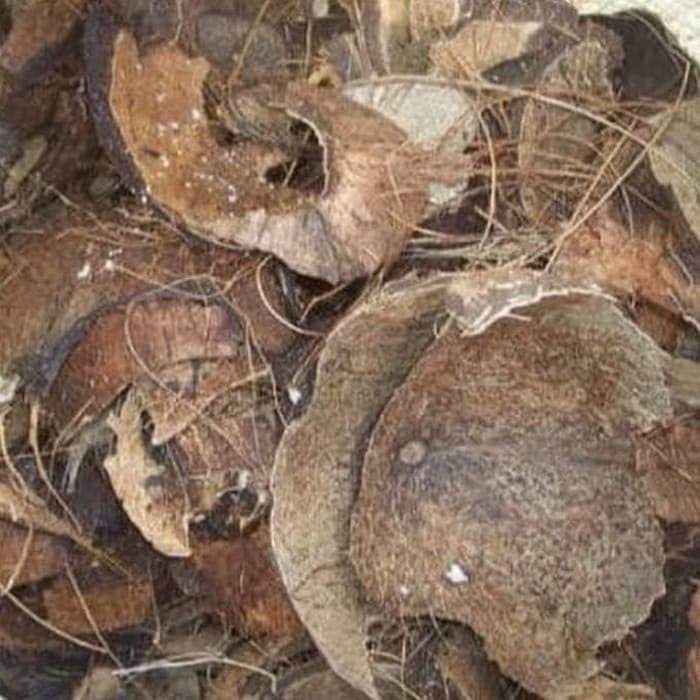Dibeli Batok Kelapa