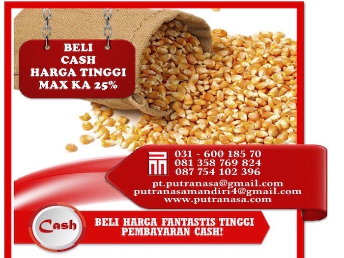 Beli jagung pipil