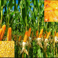 cari supleir jagung