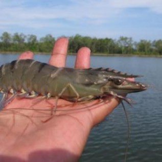 DICARI UDANG WINDU